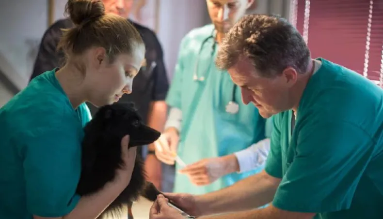 Los primeros donantes del banco de sangre animal serán los canes