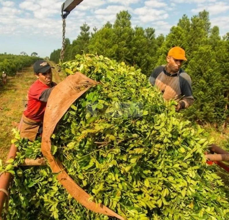 Yerbateros evalúan no cosechar ante exceso de materia prima