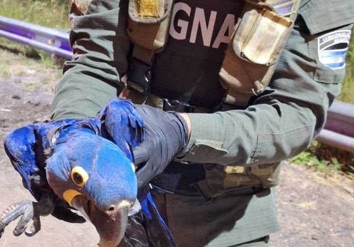 Gendarmería Nacional rescató dos guacamayo azul, especie en peligro de extinción